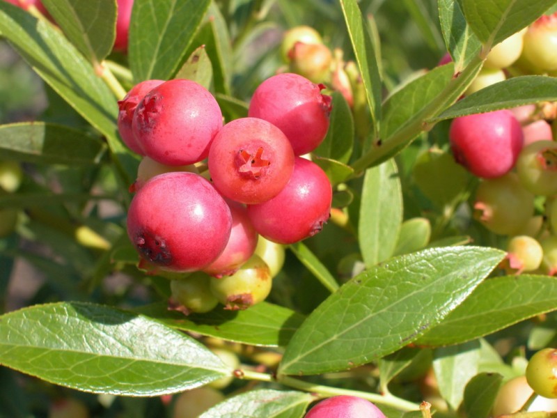 Limonada rosa