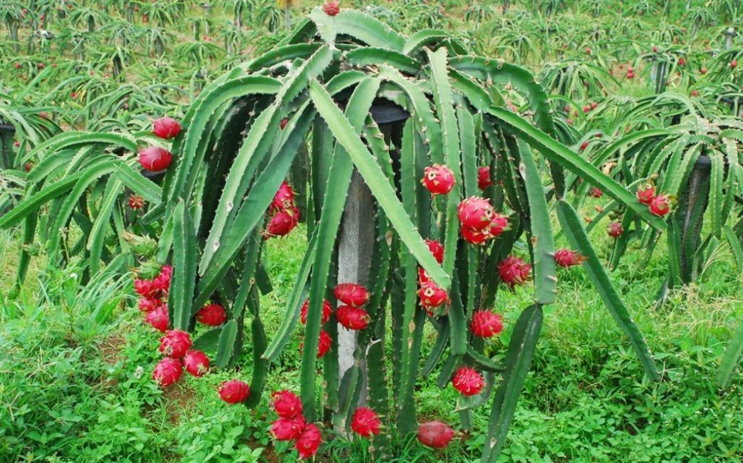 pitahaya