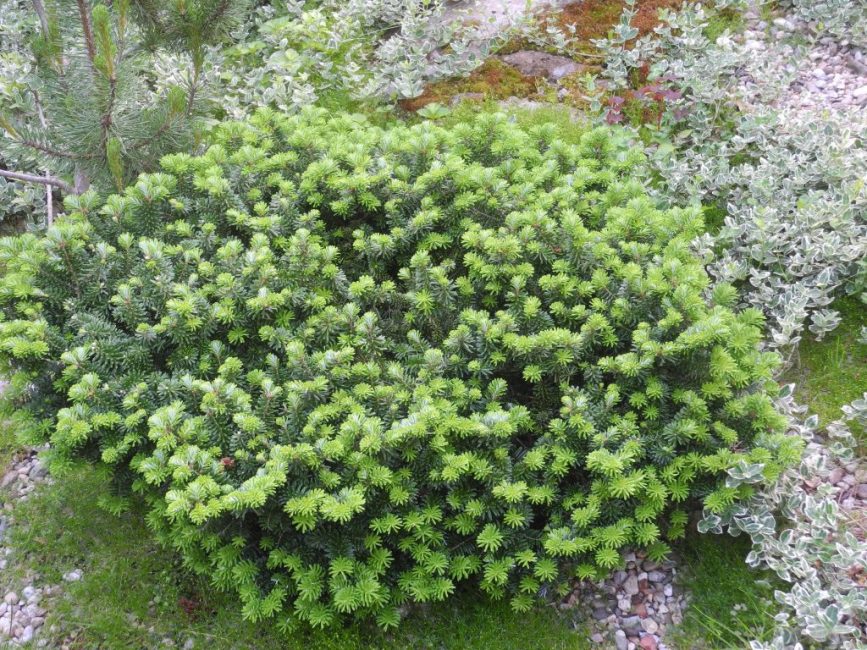Балсамова ела