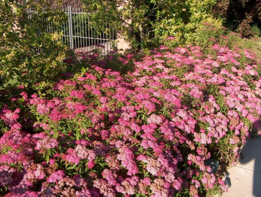 Senblommande sort Bumalda