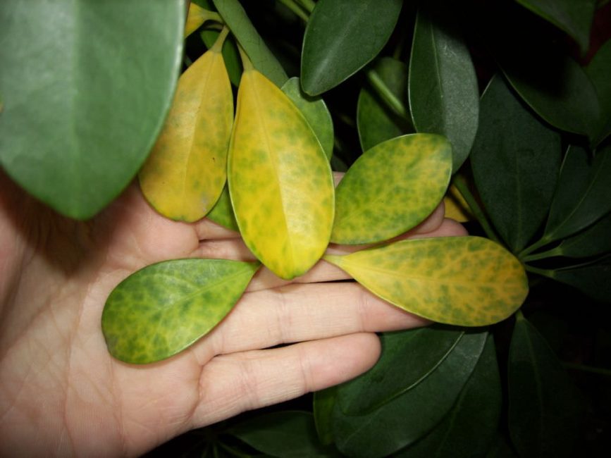 fulles de plantes groguenques