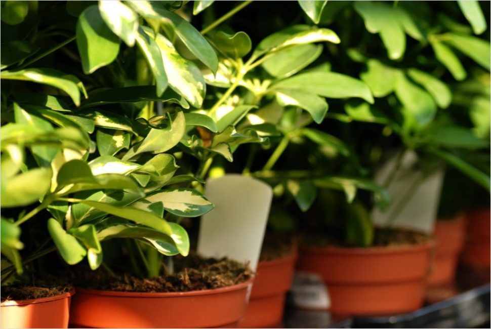 Quan compreu un sheffler a una botiga, heu d'inspeccionar correctament la planta