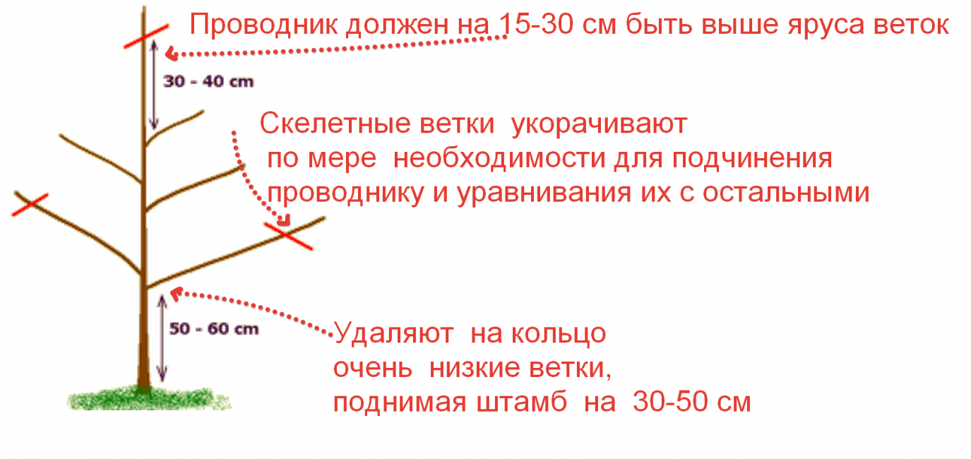 Koronaformálási szabályok