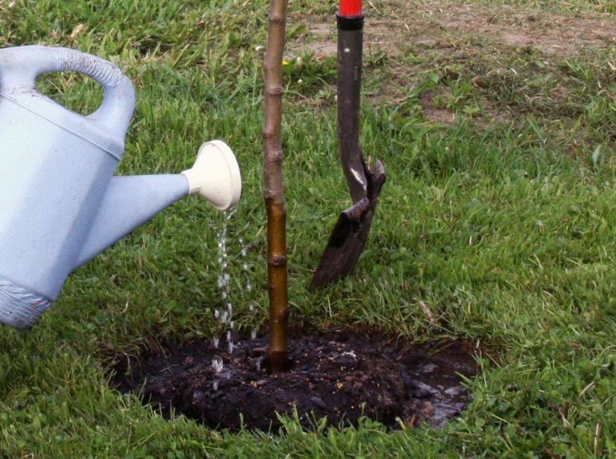 Bir meyve ağacını sulamak için doğru seçenek