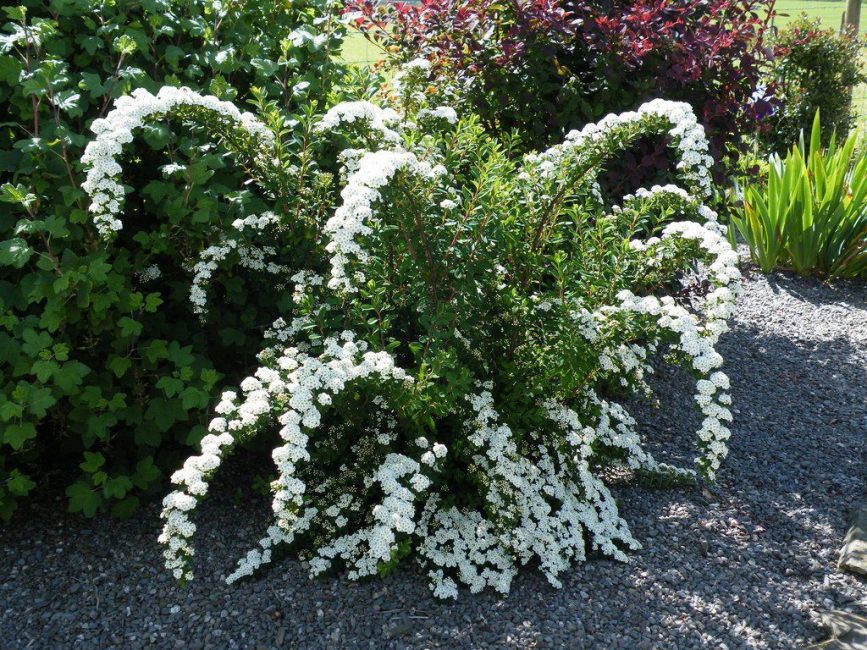 Spirea den vackra