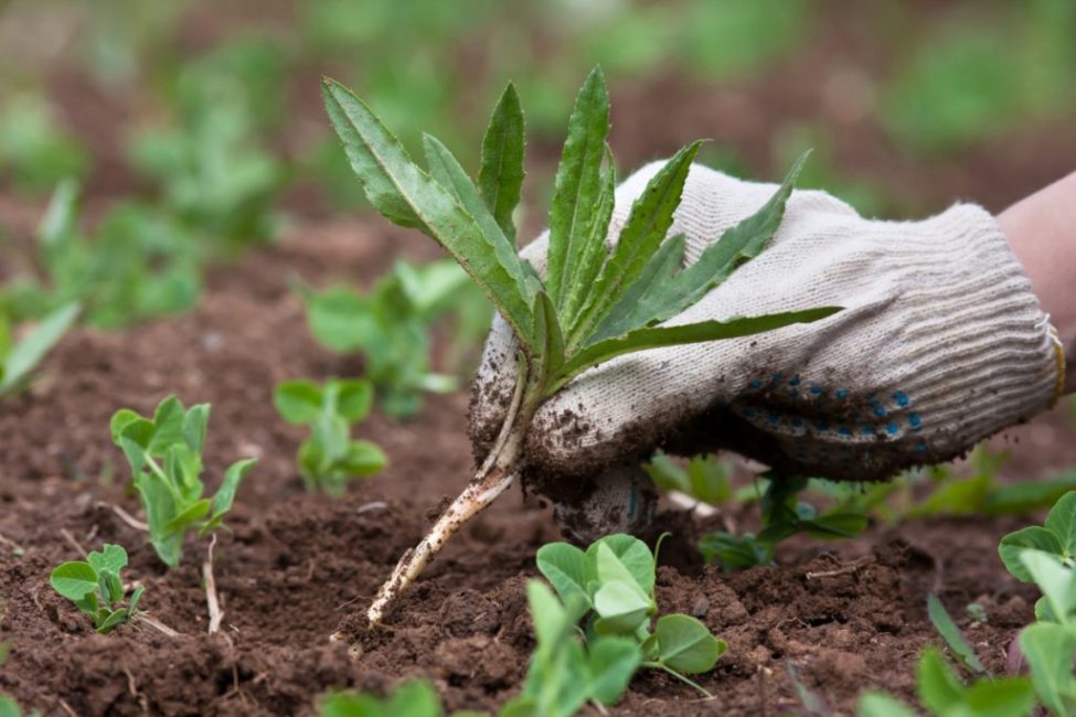 Les males herbes s'han de treure regularment