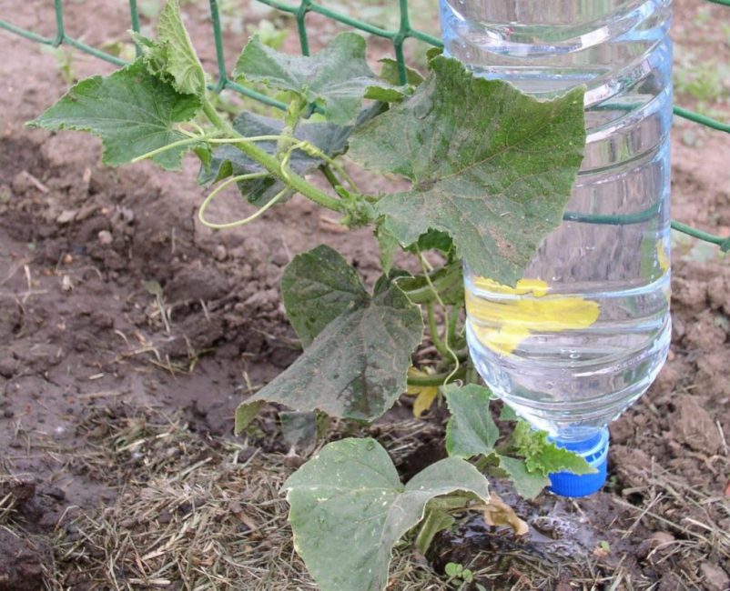 El sistema de riego de botellas más simple.