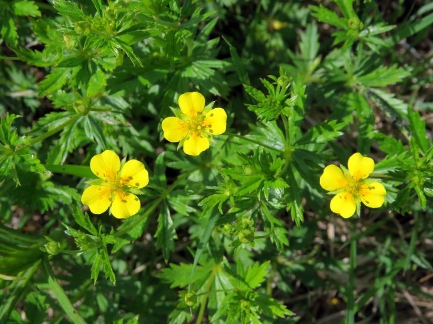 cinquefoil erecto