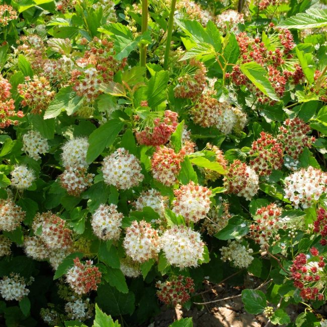 Hólyagos viburnum
