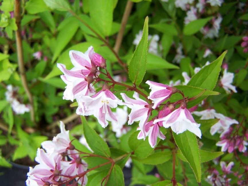 Violetti