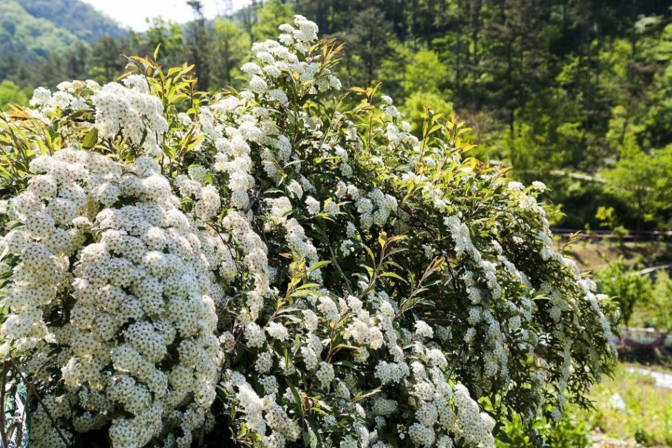 Frodig och rikligt blommande buske