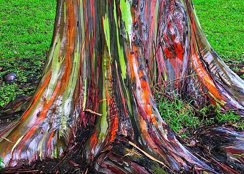 eucalipto arcoiris