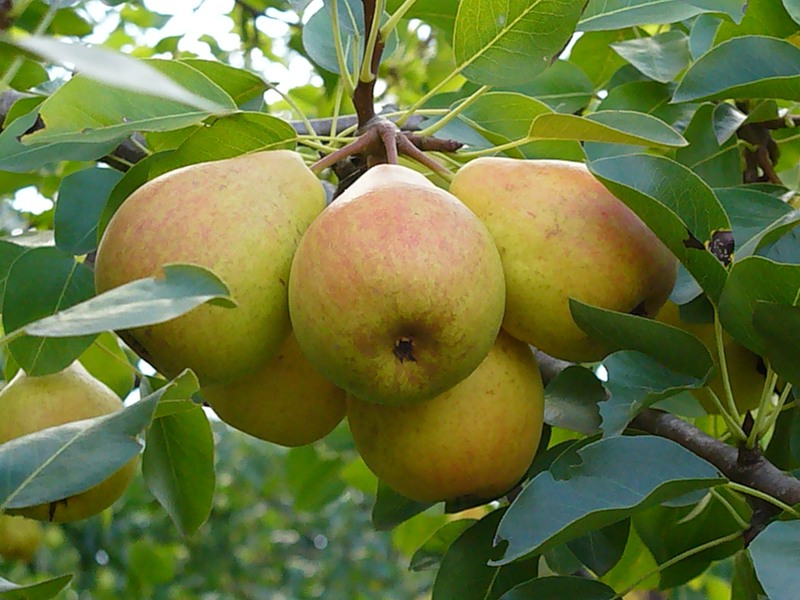 raná hruška