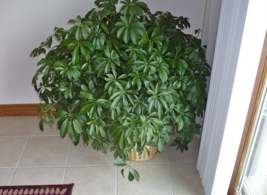 La planta se sent molt bé en un apartament.