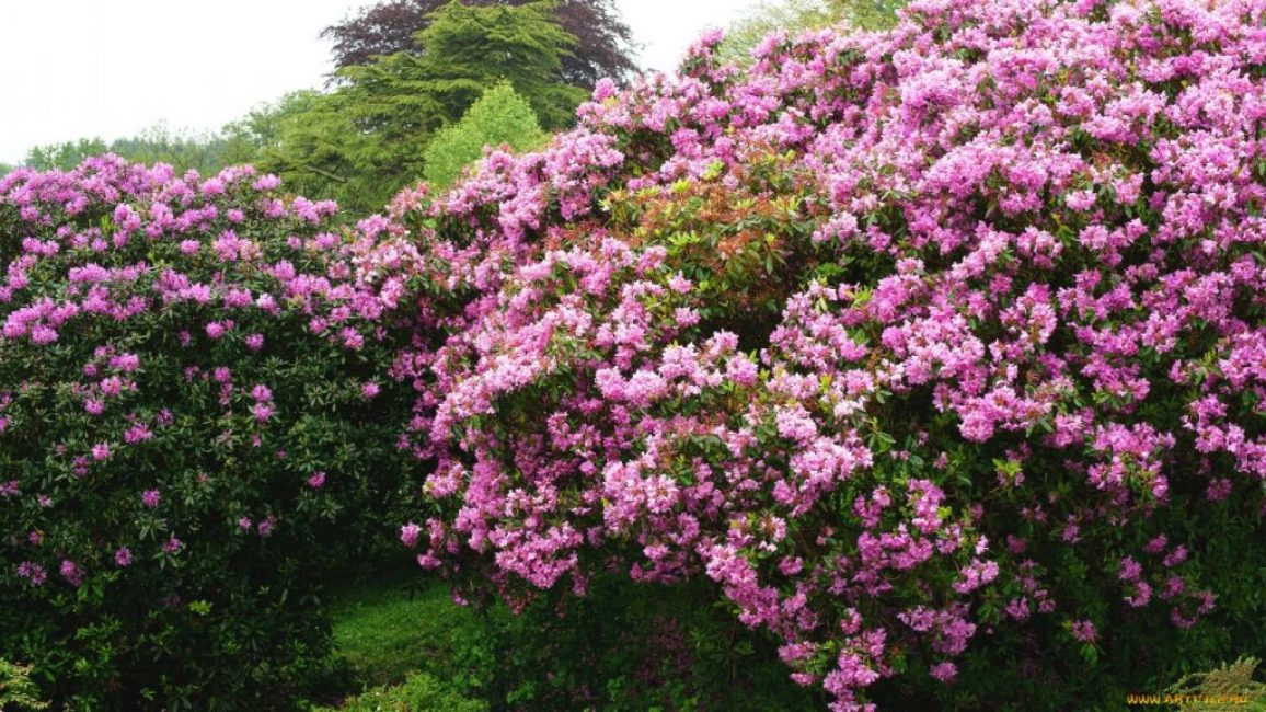 Rododendro