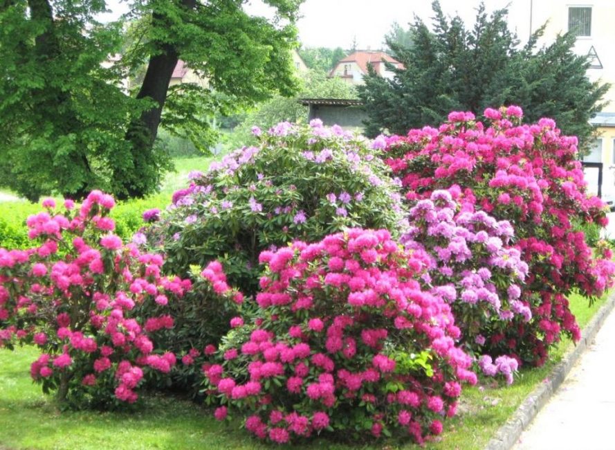 Το Rhododendron αντιπροσωπεύεται από μια μεγάλη ποικιλία ειδών