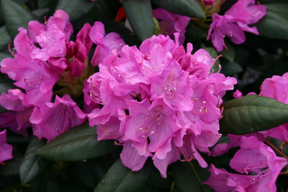Roseum Elegance