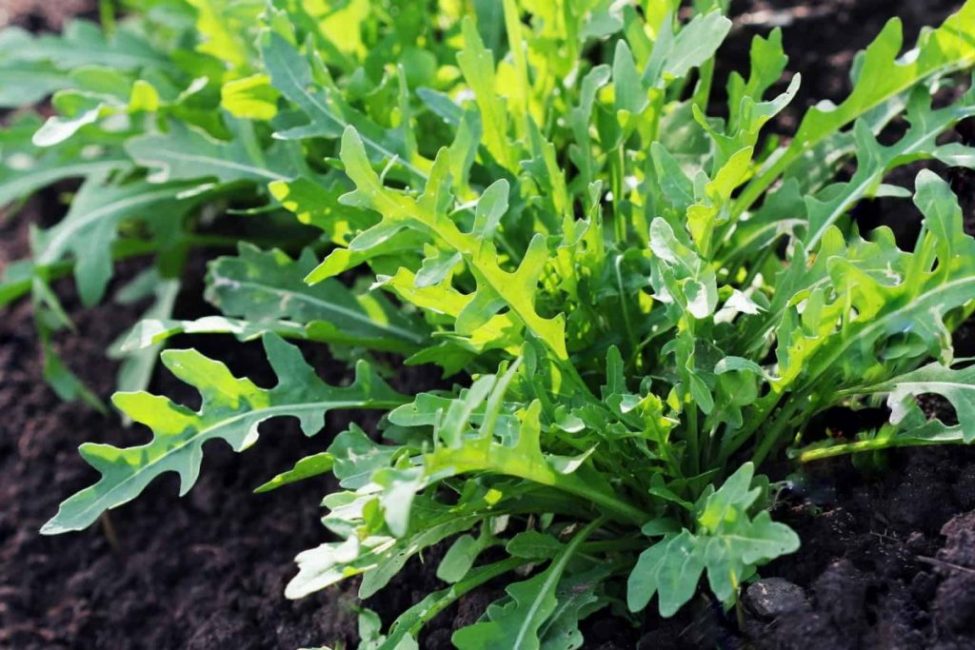Rucola puutarhassa