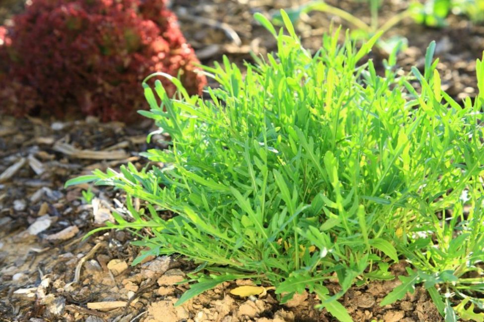 Rucola puutarhassa