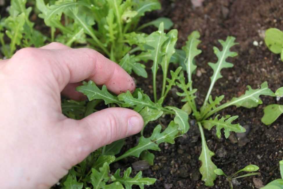 Rucola tarvitsee vain vähän hoitoa