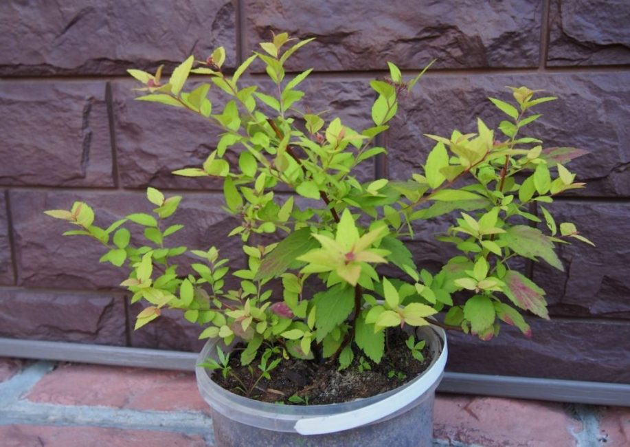 Japansk spirea planta, redo för plantering i öppen mark