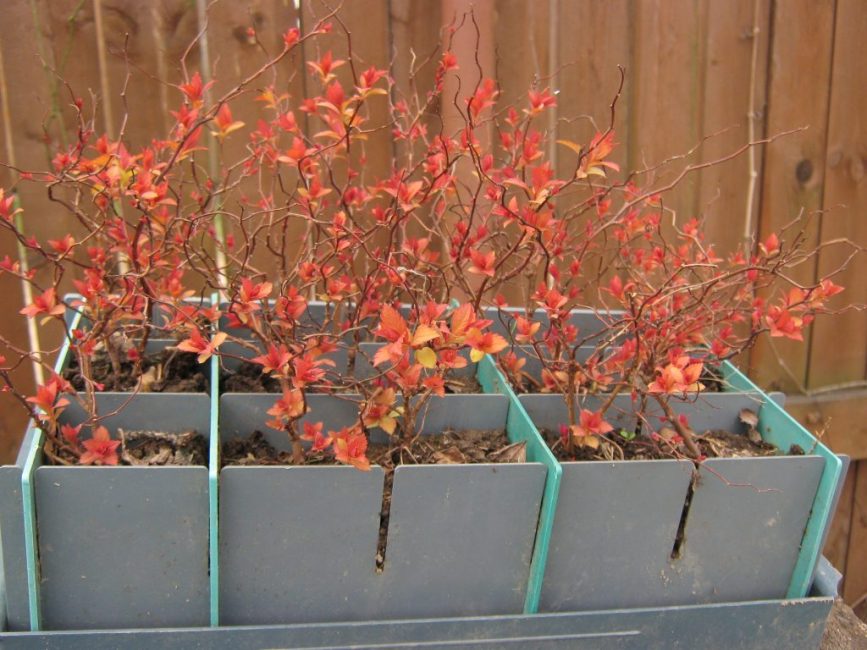 Spirea plantor