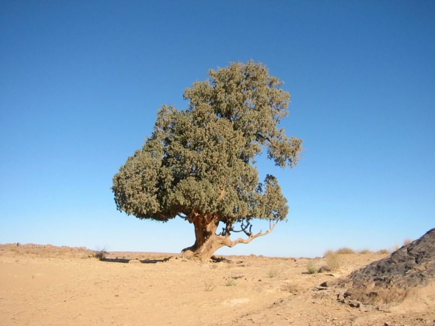 saharan sypressi