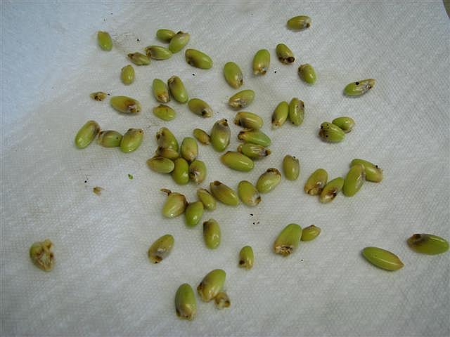 canavar tohumları