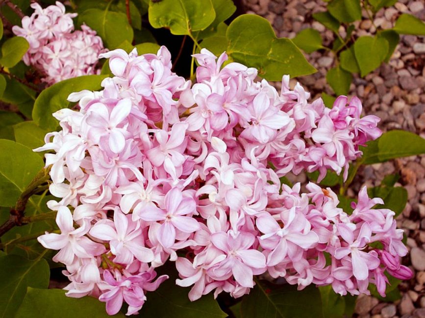 Lilac aigul