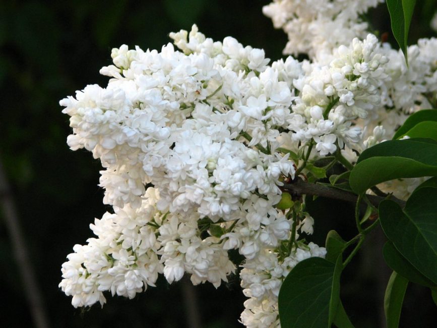 Lila Madame Lemoine