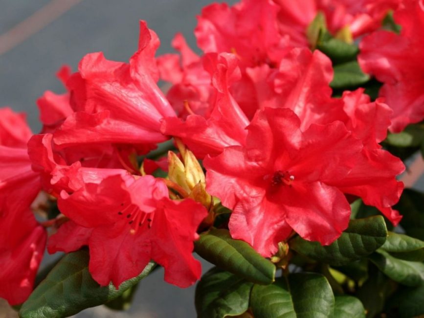 Variety Scarlet Wonder