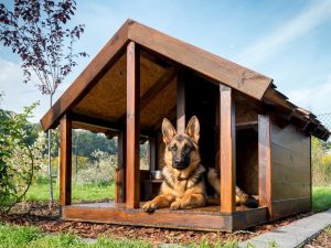 Cómo hacer una caseta para un perro con tus propias manos: construir una casa en el patio y en el apartamento. Dibujos, dimensiones e ideas originales (más de 55 fotos y videos) + Reseñas