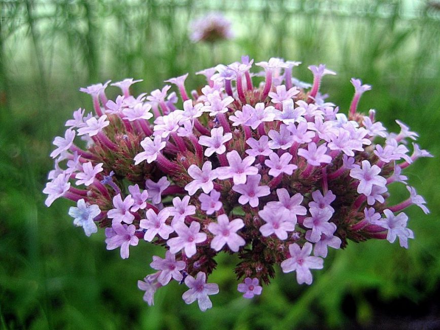 Ταξιανθία Verbena Buenos Aires