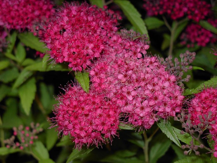 Spiraea Bumalda