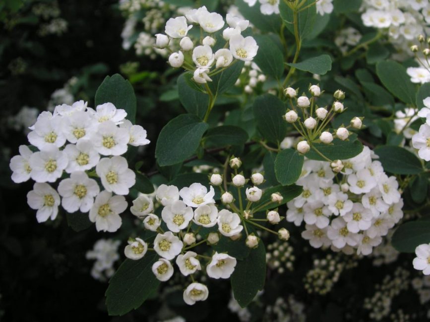 Spiraea hornate