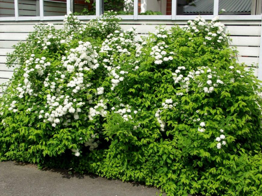 Spiraea Oakleaf