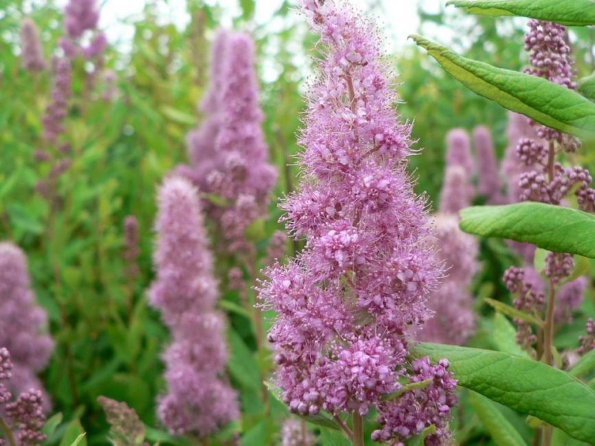 Spiraea Douglas