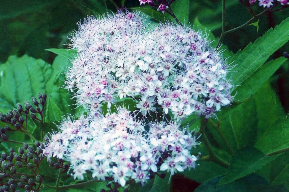 Spirea vit