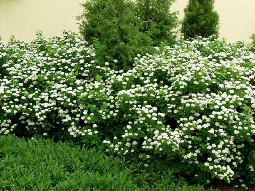 Spirea björklöv