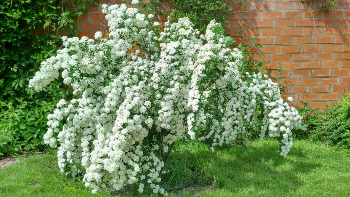 Spirea vangutta