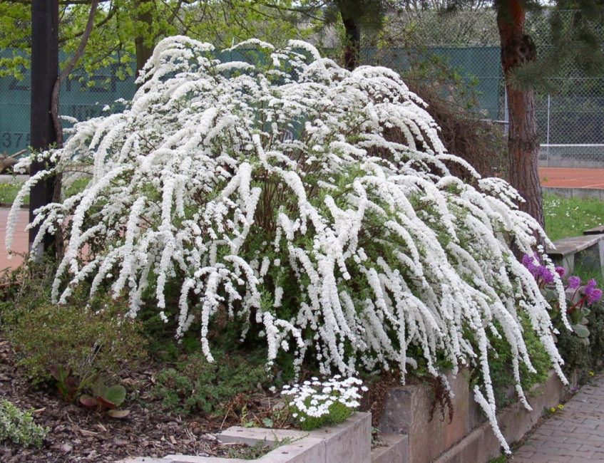 Spirea grå