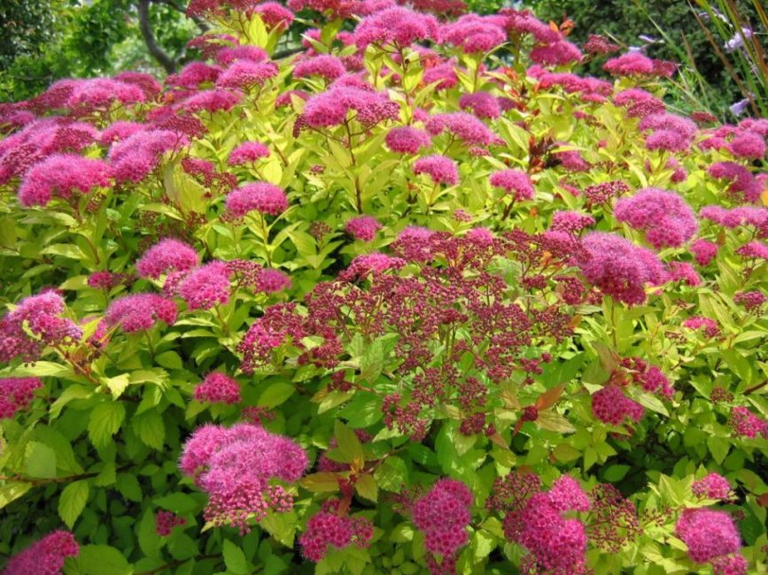 Japansk spirea
