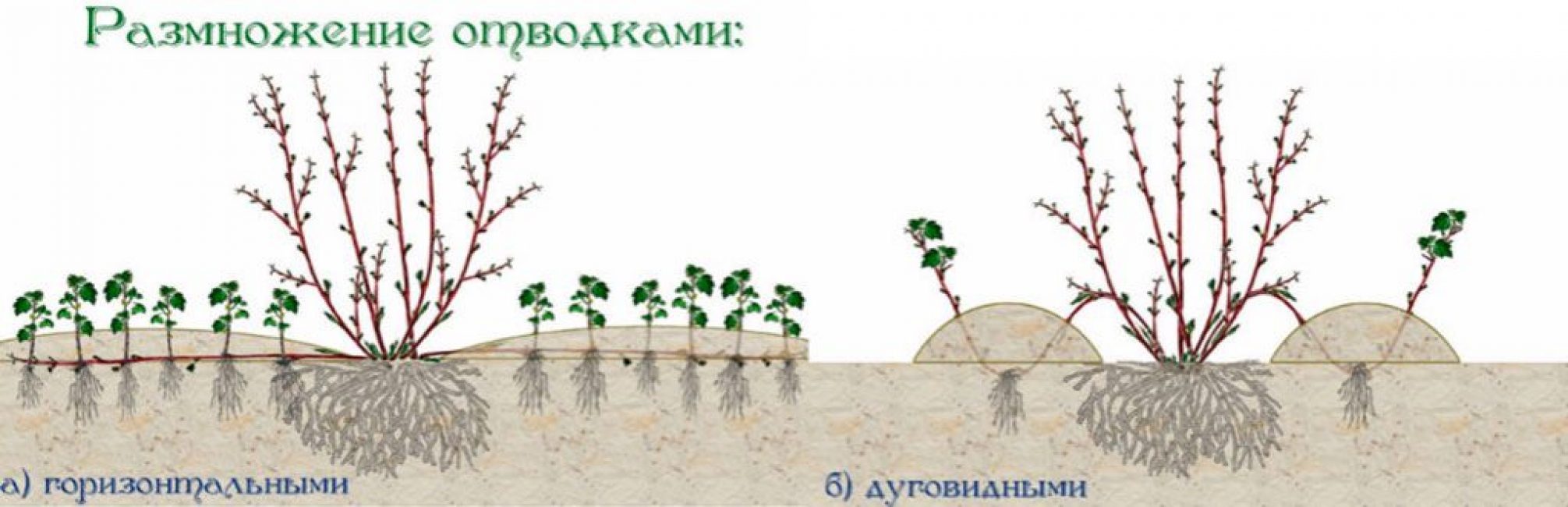 Методи за размножаване чрез наслояване