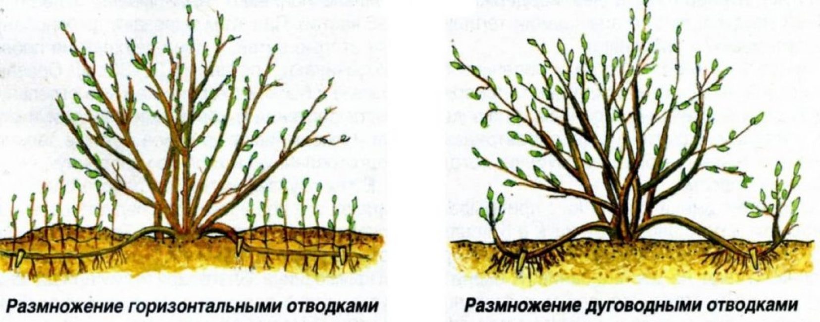 Schéma reprodukce vrstvením