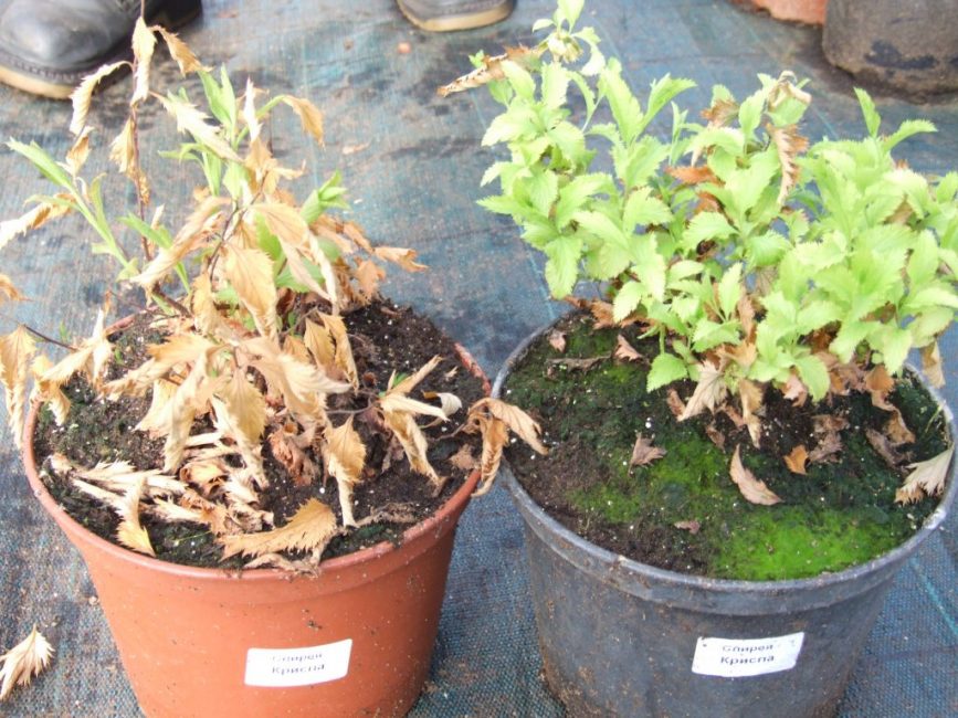 vissnande spirea