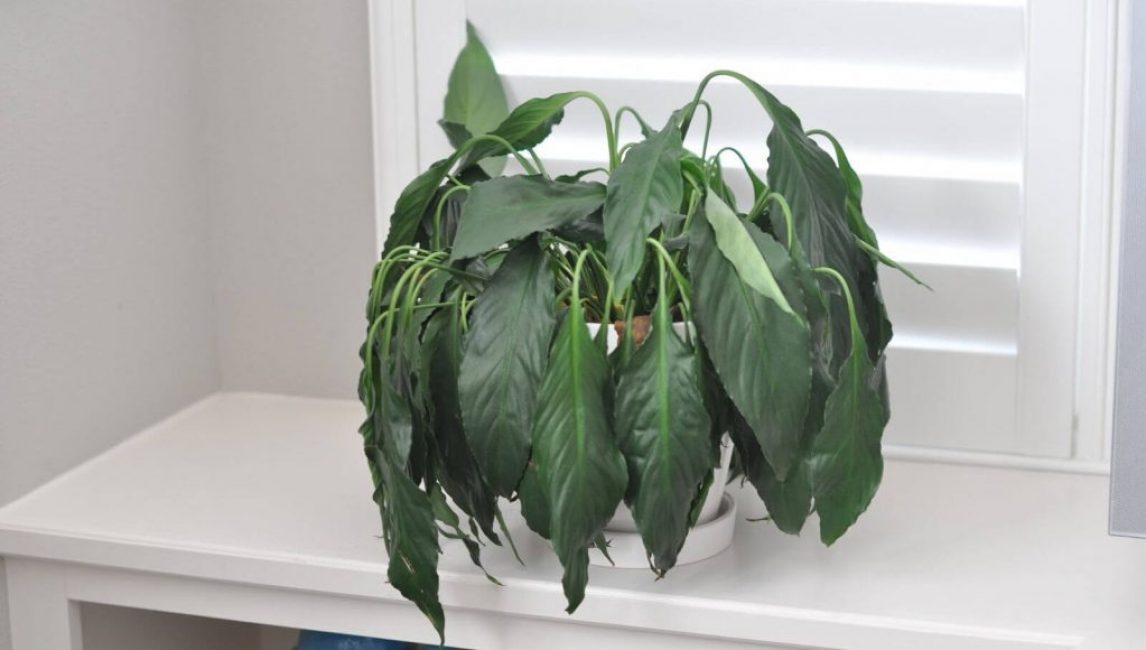 planta d'interior marcida