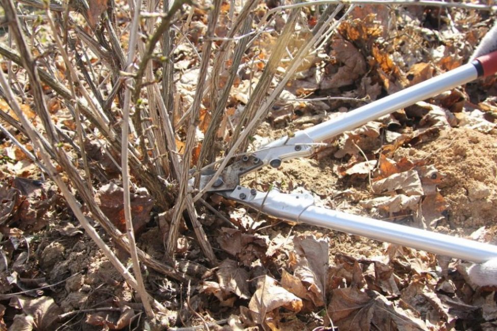 Eliminación de brotes viejos.