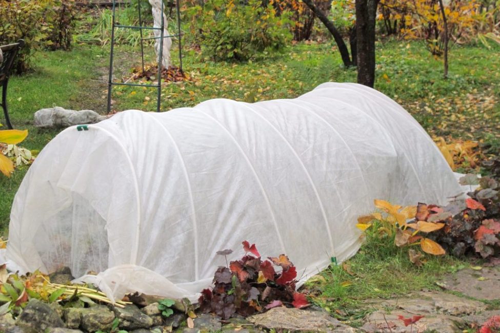 Refugi de plantes per a l'hivern