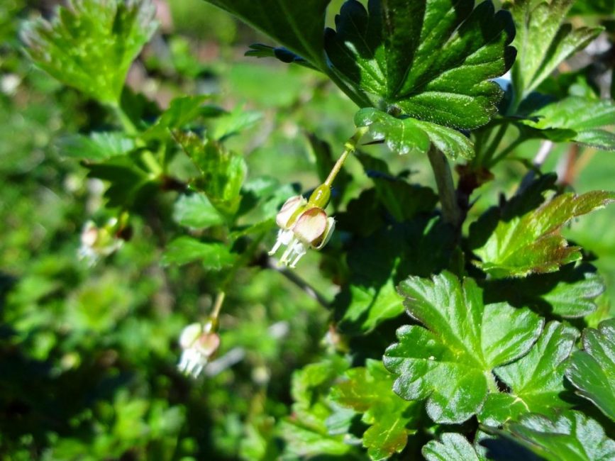 flor de grosella