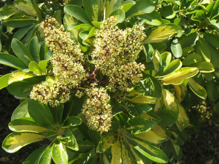 shefflera en flor